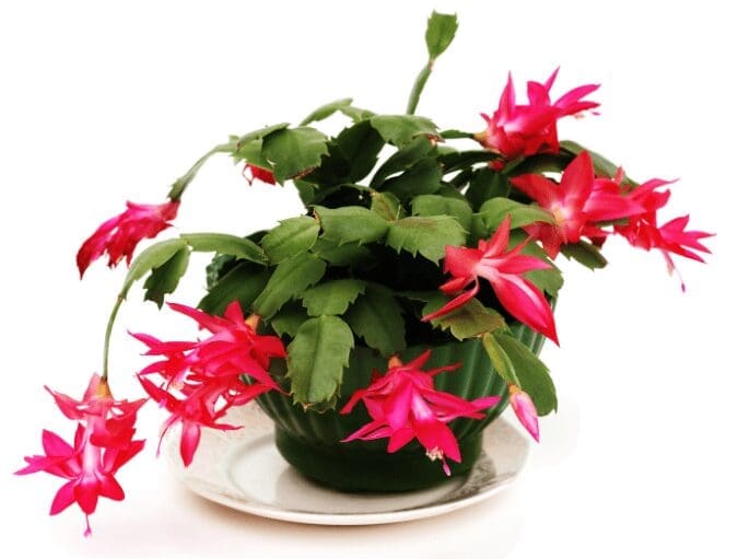 Christmas Cactus Christmas Cactus
