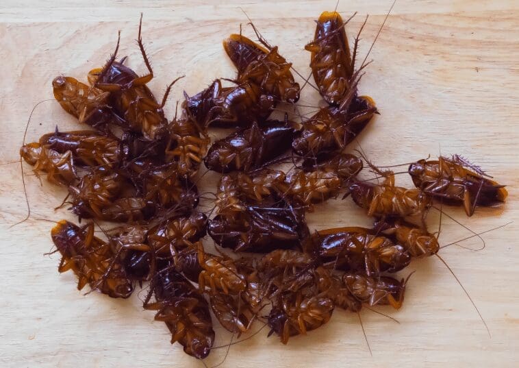 Cockroaches Cockroaches