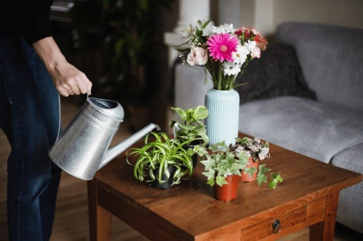 Colorful Houseplants Colorful Houseplants