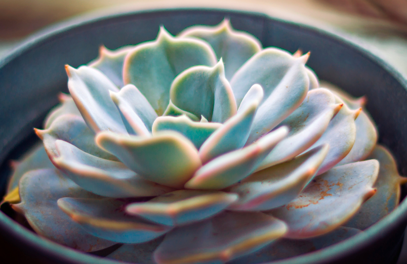 Echeveria Miranda Echeveria Miranda