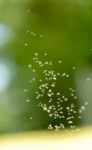 Gnats Gnats