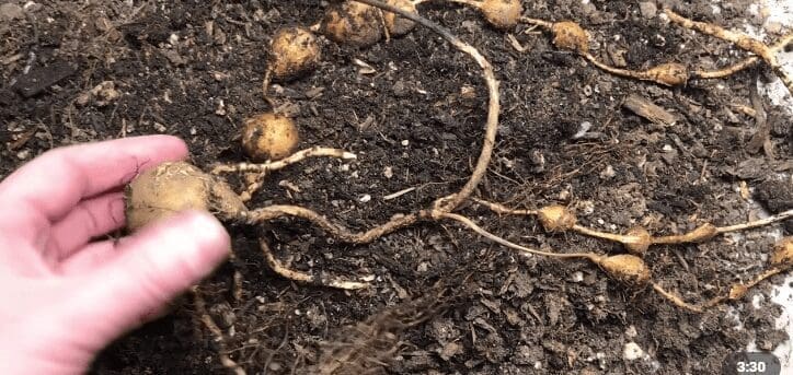 Groundnut Groundnut
