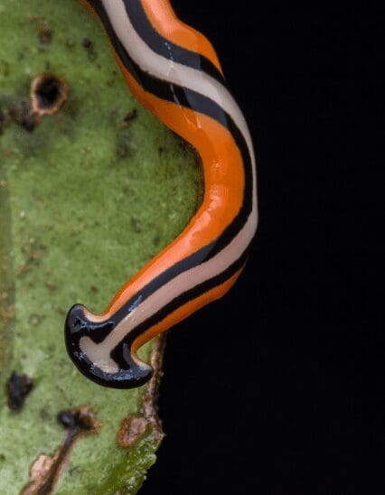 Hammerhead Worm Hammerhead Worm