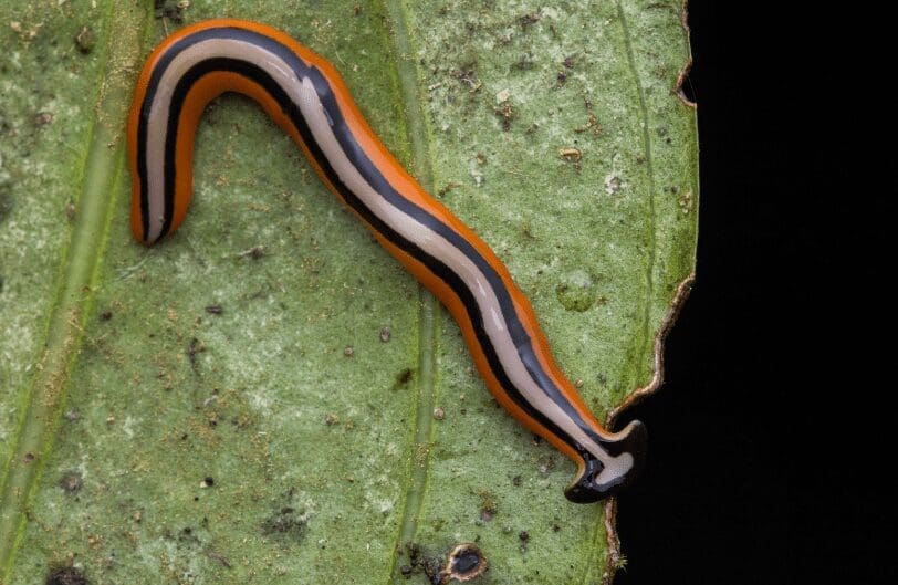 Hammerhead Worms Hammerhead Worms