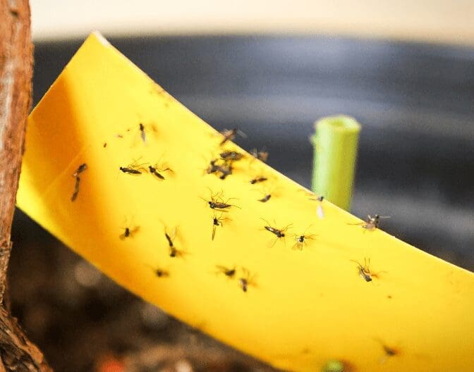 Houseplant Gnats Houseplant Gnats