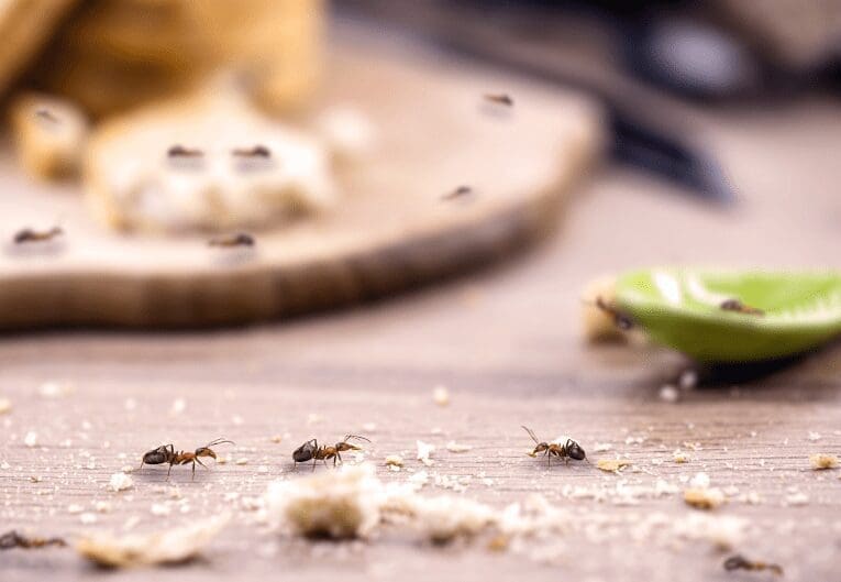 How to Get Rid of Kitchen Ants How to Get Rid of Kitchen Ants