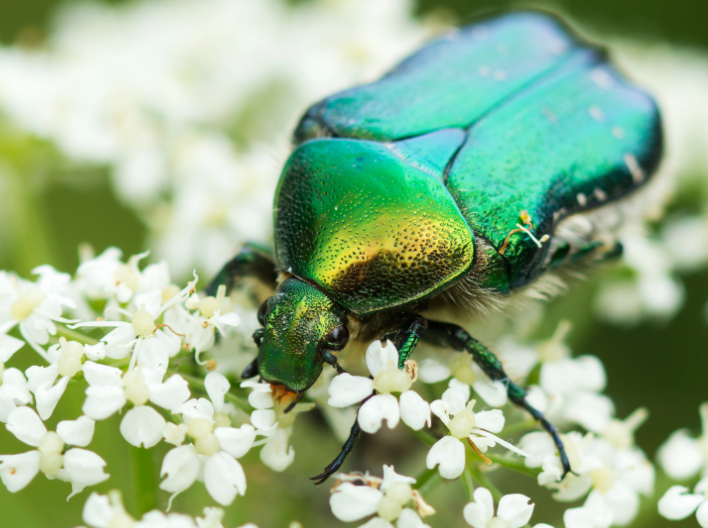 June Bug June Bug