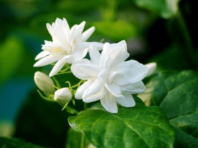 Madagascar Jasmine Madagascar Jasmine