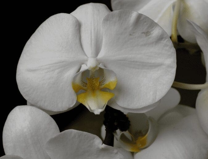 Moth Orchid Moth Orchid