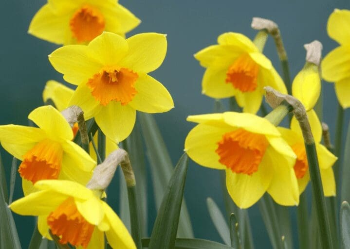 Narcissi Narcissi