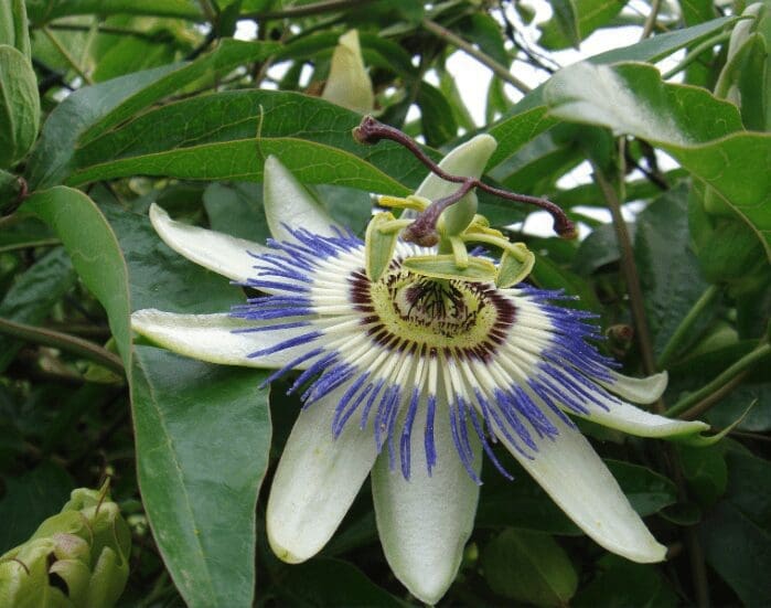Passiflora Caerulea A beautiful Blue Passionflower (Passiflora Caerulea) in full bloom.