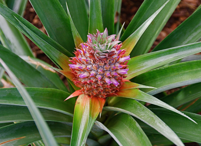 Pineapple Plant Pineapple Plant