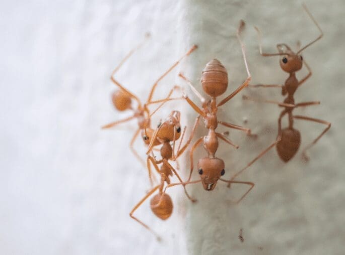 Plant Ants Plant Ants