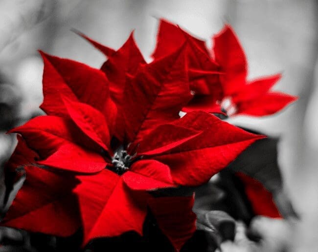 Poinsettia Poinsettia