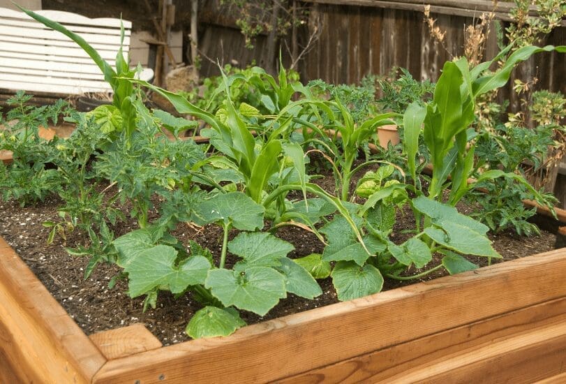 Raised Garden Beds Raised Garden Beds