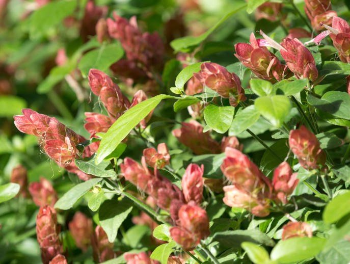 Shrimp Plant Shrimp Plant