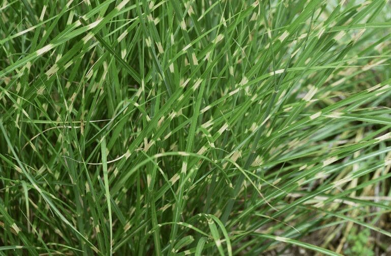 Zebra Grass Zebra Grass