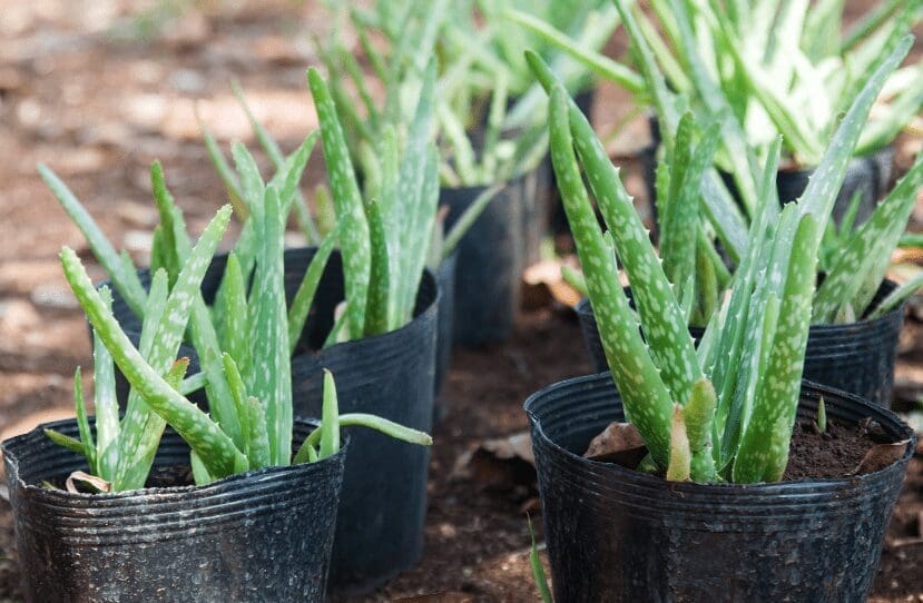 Aloe Vera Plant Care Aloe Vera Plant Care