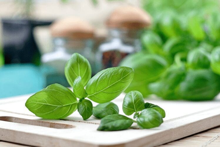 Basil Herb Basil Herb