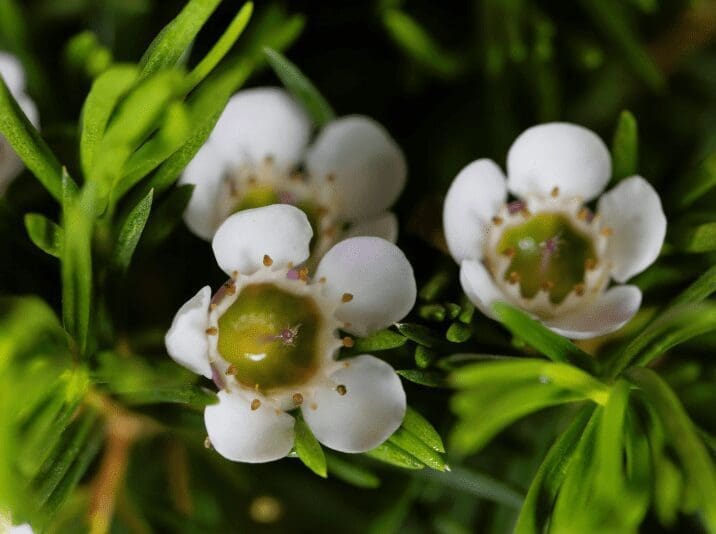 Chamelaucium uncinatum Close up of Chamelaucium uncinatum blooming on a shrub