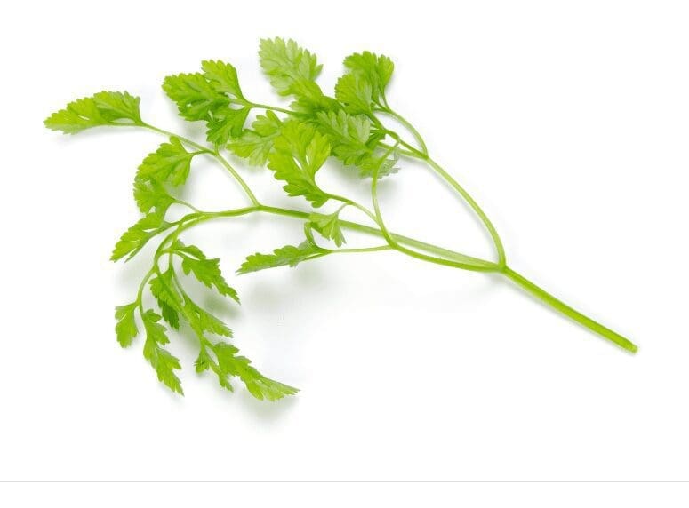 Chervil Chervil