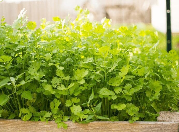 Cilantro Cilantro