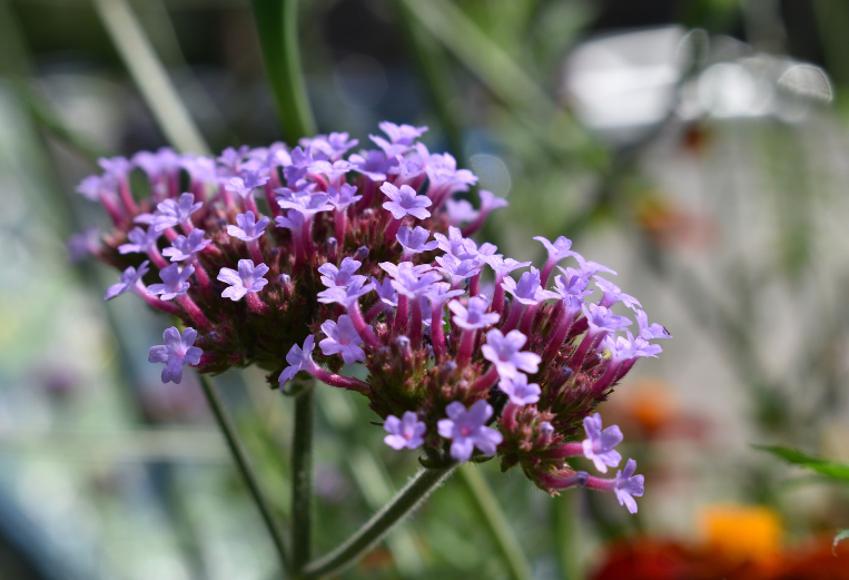English Lavander English Lavander