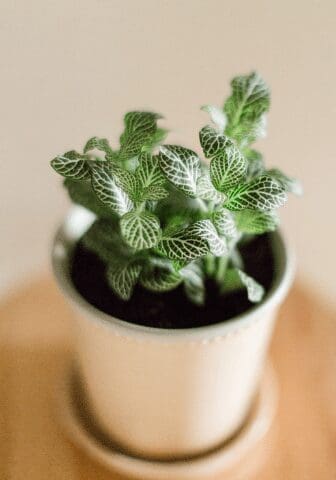 Fittonia Argyroneura Fittonia Argyroneura