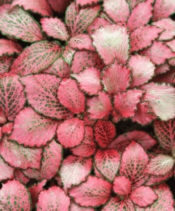 Fittonia Red Star Fittonia Red Star