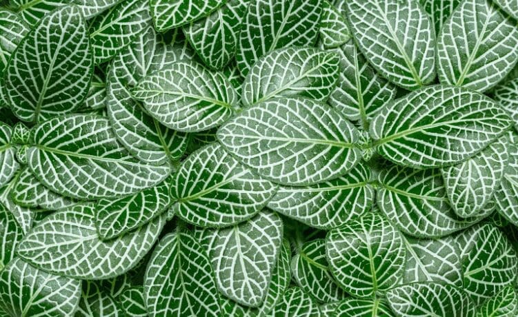 Fittonia albivenis Fittonia albivenis