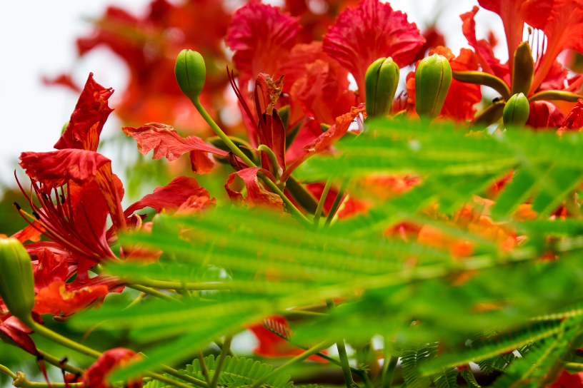 Flame Tree Flame Tree