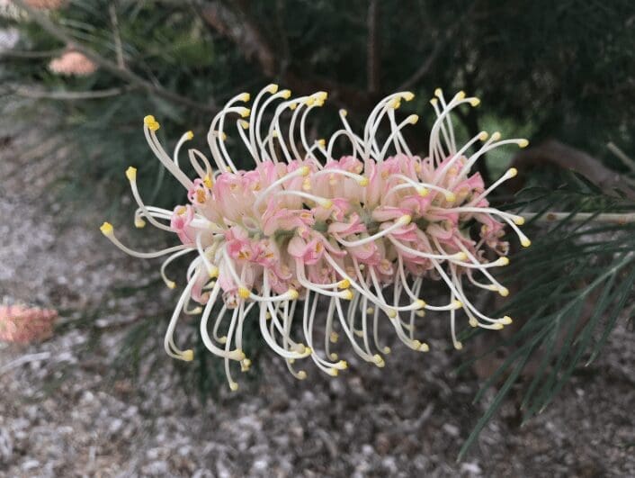 Grevillea Grevillea