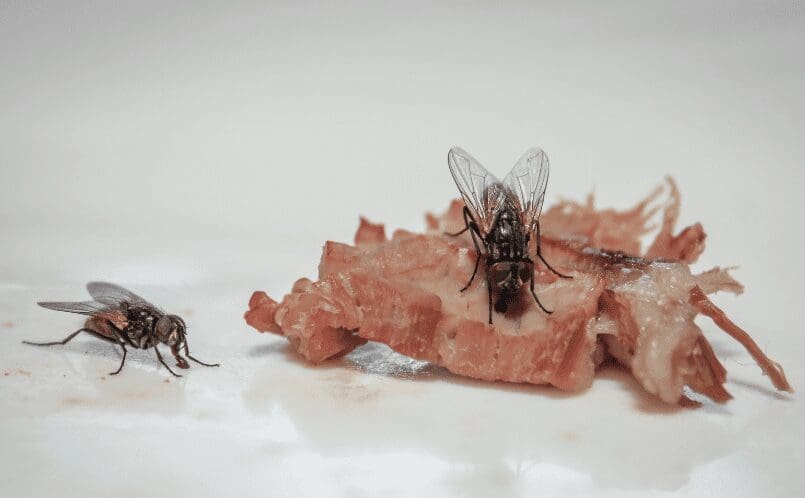 How To Get Rid Of Flies Inside How To Get Rid Of Flies Inside