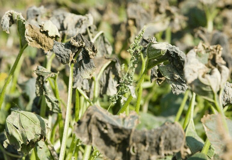 How To Stop Plants From Wilting How To Stop Plants From Wilting