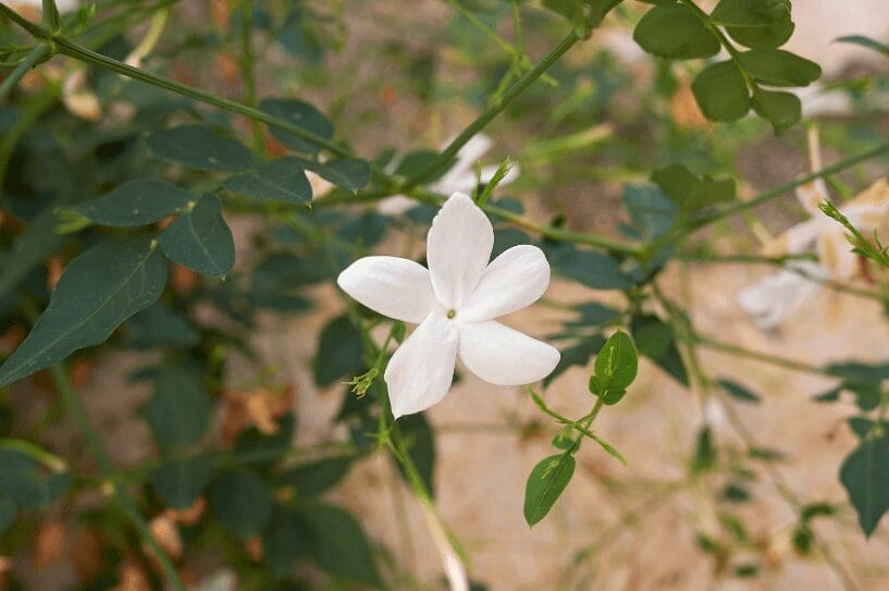 Jasminum grandiflorum Jasminum grandiflorum