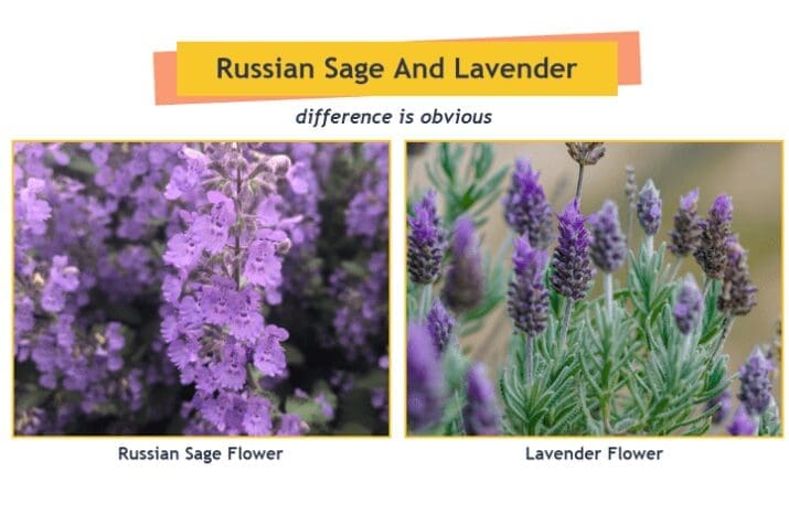 Lavender Vs Russian Sage Lavender Vs Russian Sage