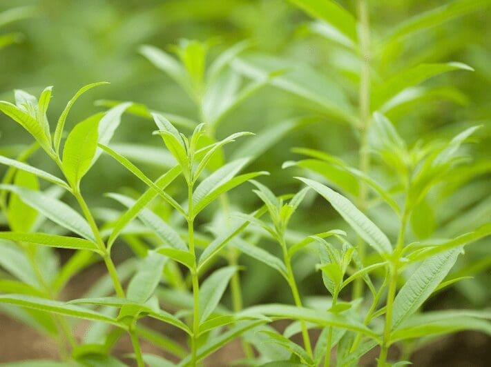 Lemon Verbena Lemon Verbena