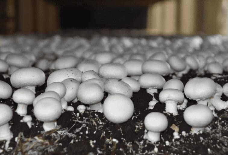 Mushrooms Growing In Yard Mushrooms Growing In Yard
