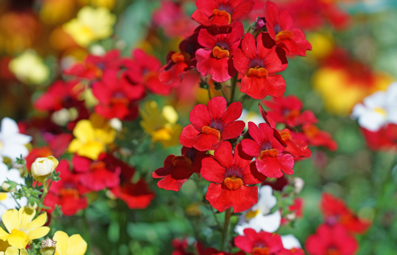 Nemesia Red Flowers Red and pink nemesia flowers blooming in a colorful garden container