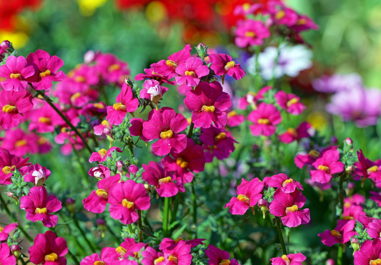 Nemesia Plant Care Colorful nemesia flowers blooming in a garden container with pink, yellow, orange, and purple blossoms