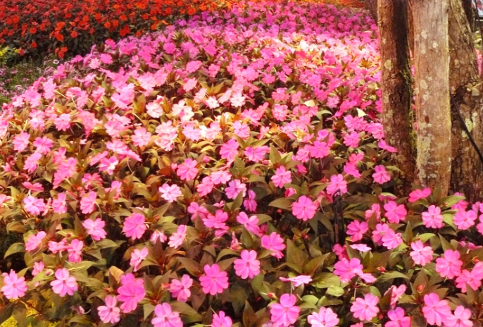 New Guinea Impatiens New Guinea Impatiens