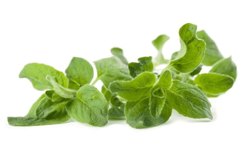 Oregano Oregano