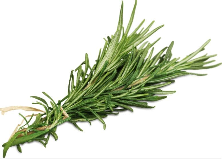 Rosemary Rosemary