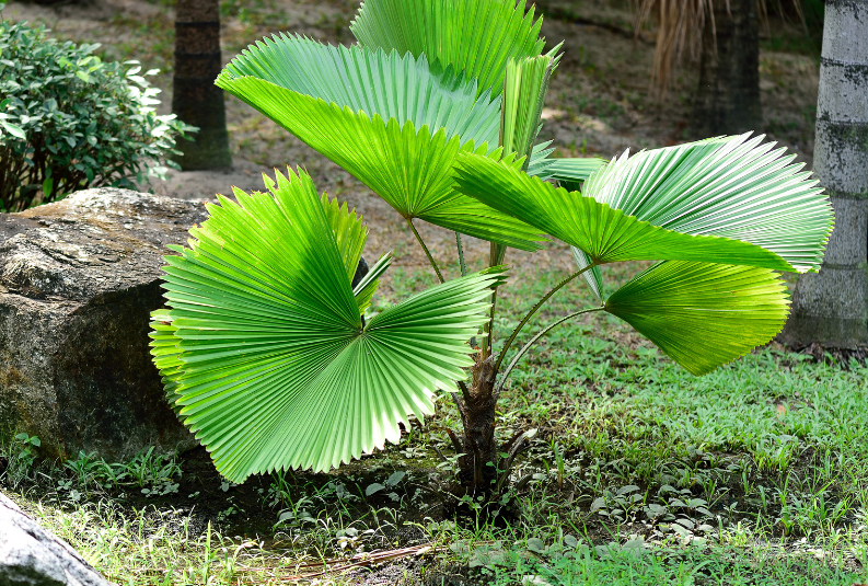 Ruffled fan palm Ruffled fan palm
