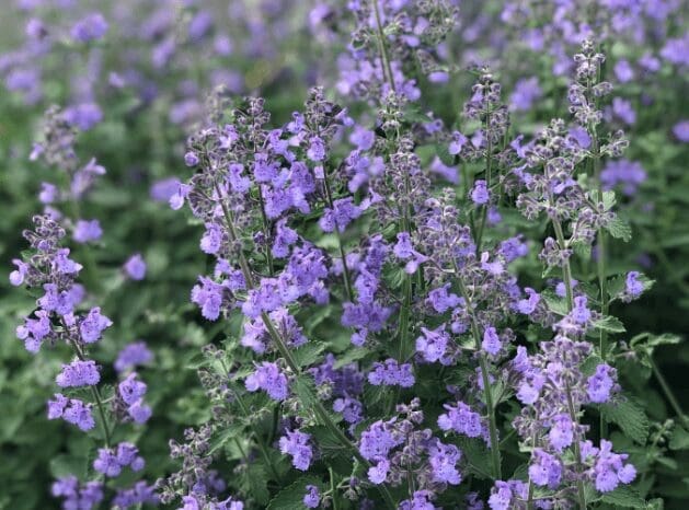 Russian Sage Russian Sage