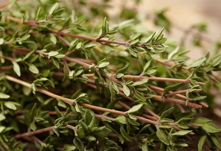 Thyme Thyme