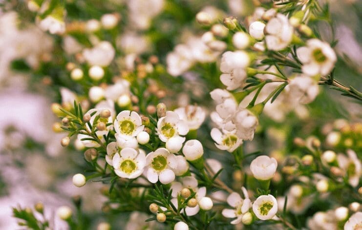 White Wax Flowers A beautiful bouquet featuring delicate white wax flowers