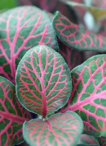 fittonia Fortissimo fittonia Fortissimo