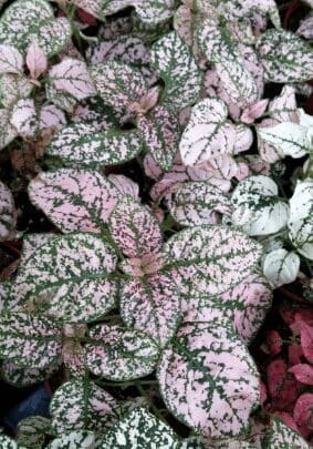 fittonia Frankie fittonia Frankie