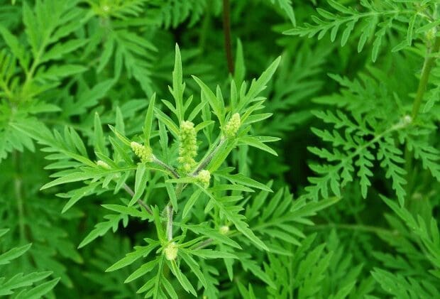 ragweed1